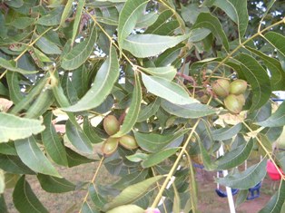 few pecans on tree